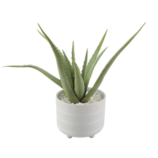 14" Aloe in 6" Barcode Footed Ceramic